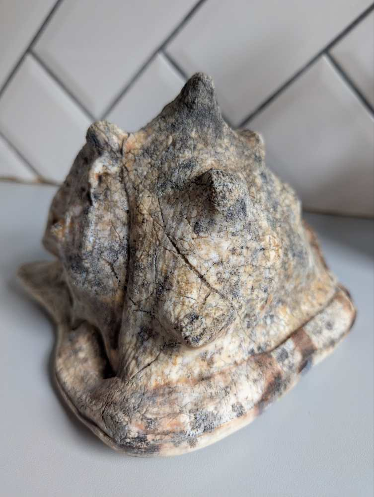 Weathered antique queen helmet conch shell - Image 4