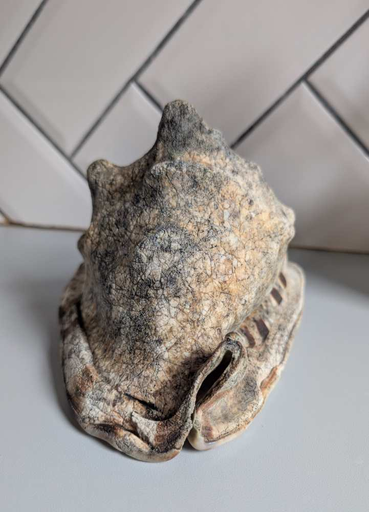 Weathered antique queen helmet conch shell - Image 9