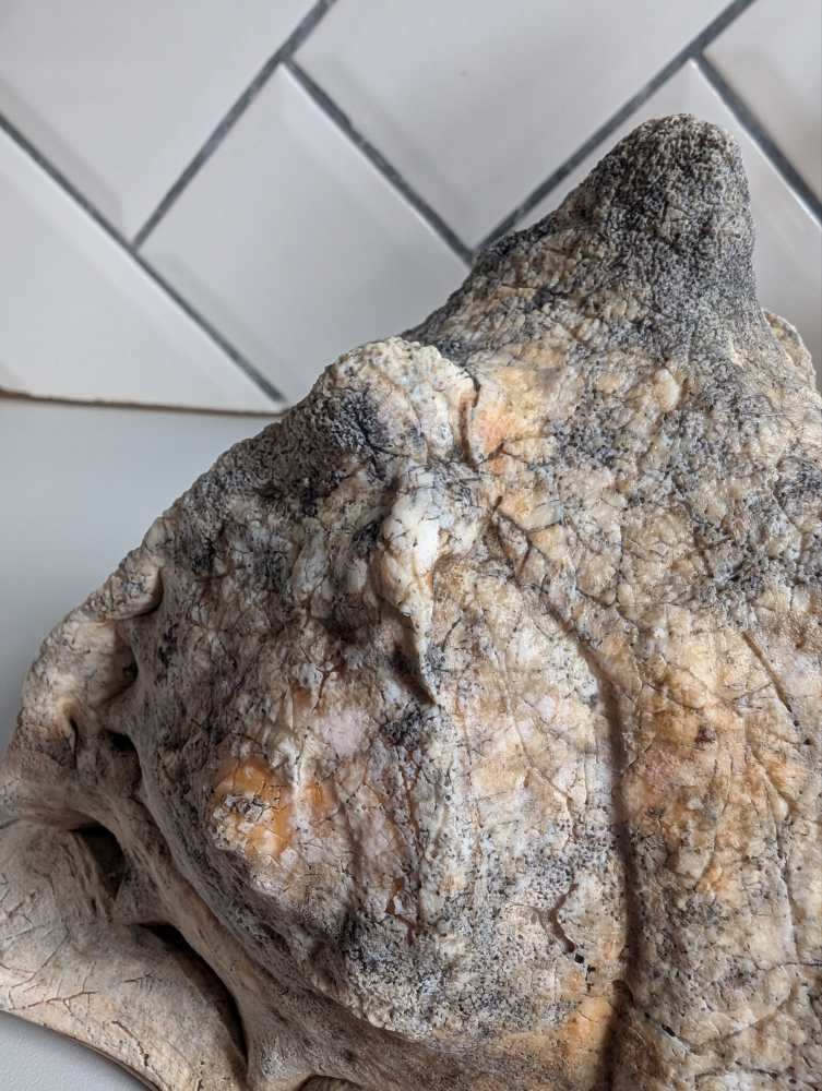 Weathered antique queen helmet conch shell - Image 3