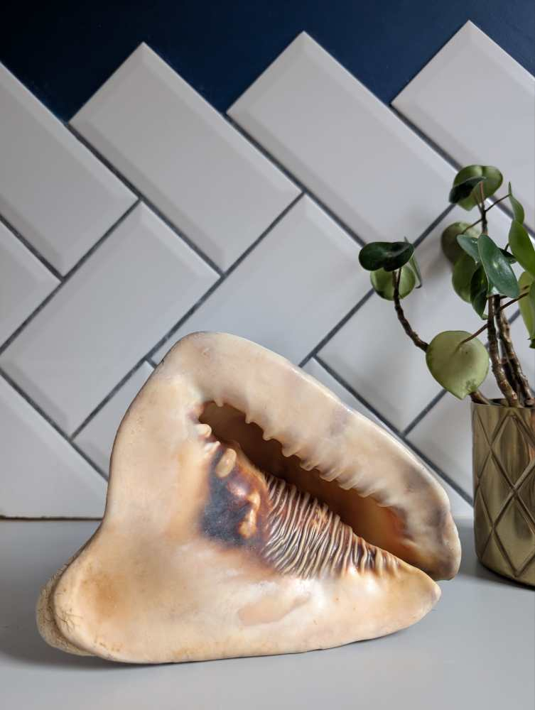 Weathered antique queen helmet conch shell - Image 2