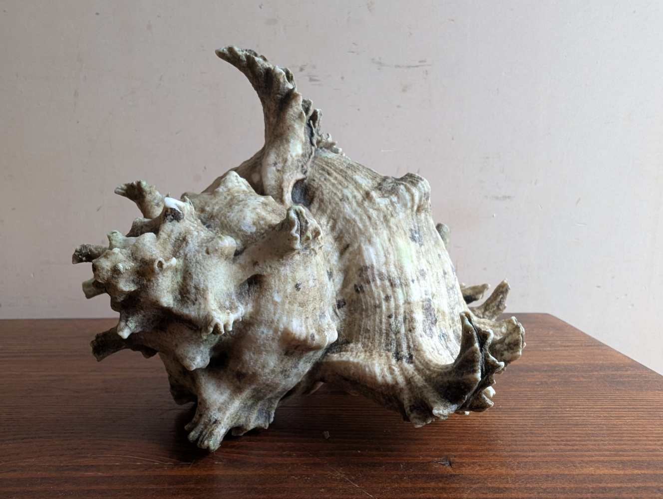 Old Murex Ramosus sea shell - Image 2