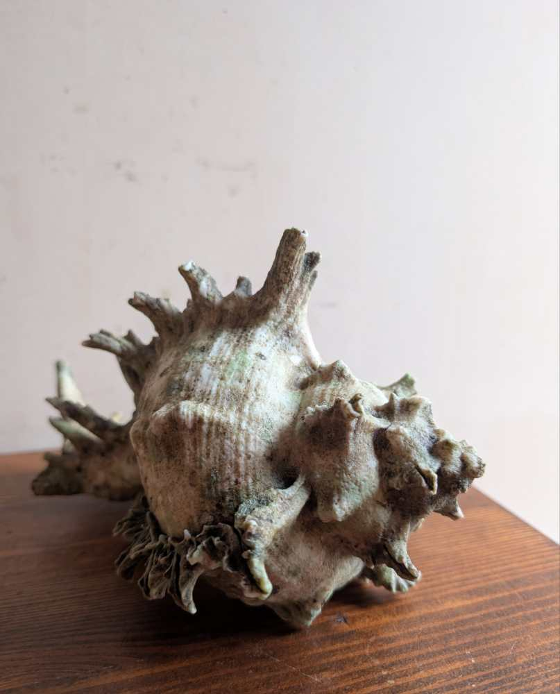 Old Murex Ramosus sea shell
