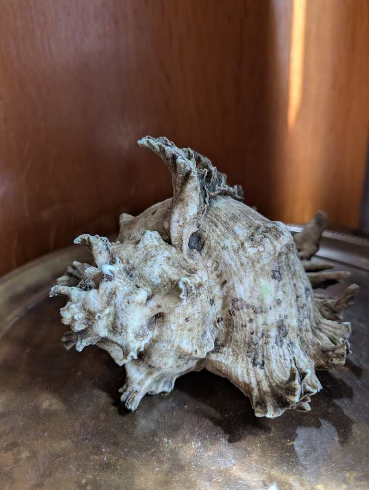 Old Murex Ramosus sea shell - Image 5