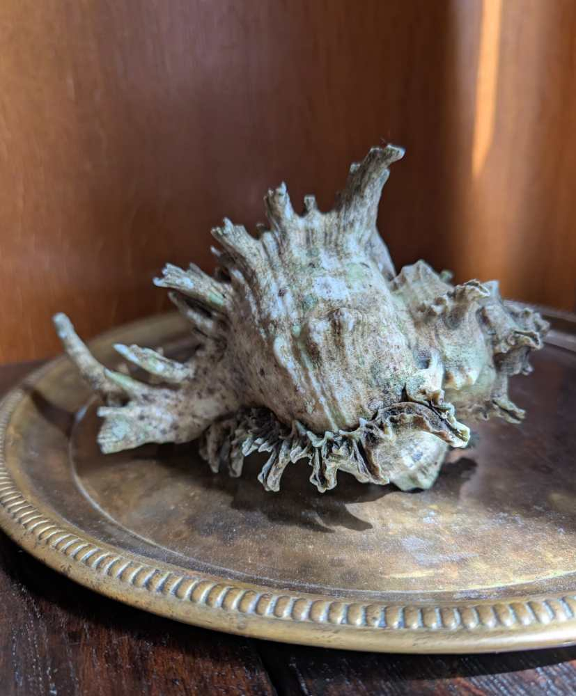 Old Murex Ramosus sea shell - Image 3