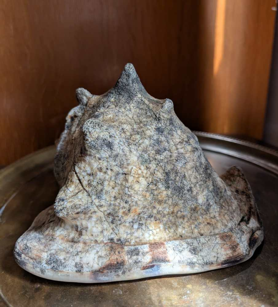 Weathered antique queen helmet conch shell - Image 8