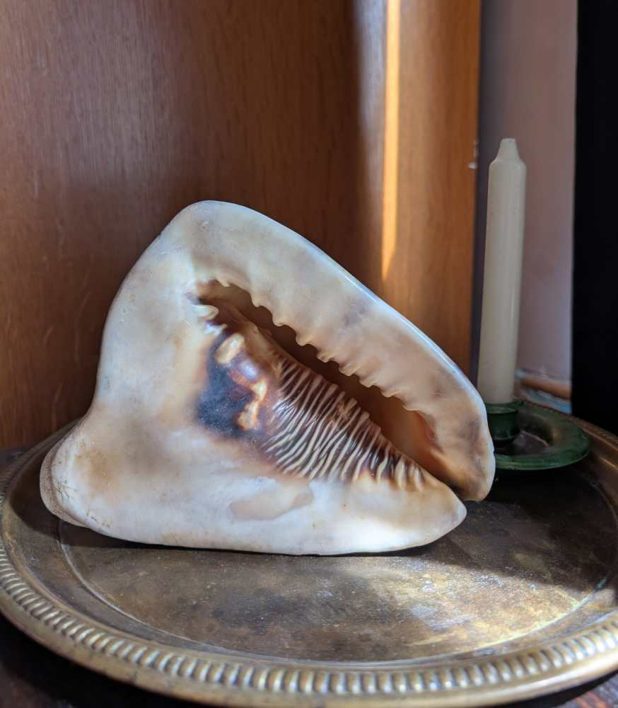 Weathered antique queen helmet conch shell - Image 10