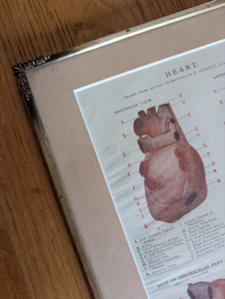 Early 1900s coloured illustration of the Heart, by Dr Étienne Burnet, in period frame - Image 3