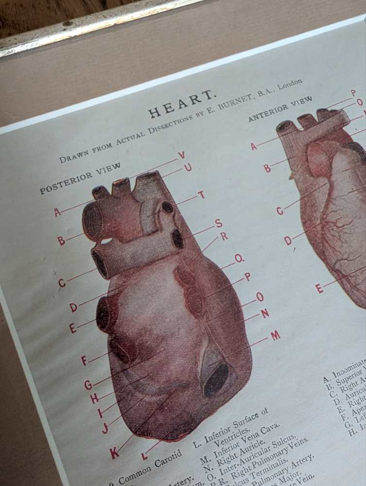Early 1900s coloured illustration of the Heart, by Dr Étienne Burnet, in period frame - Image 2