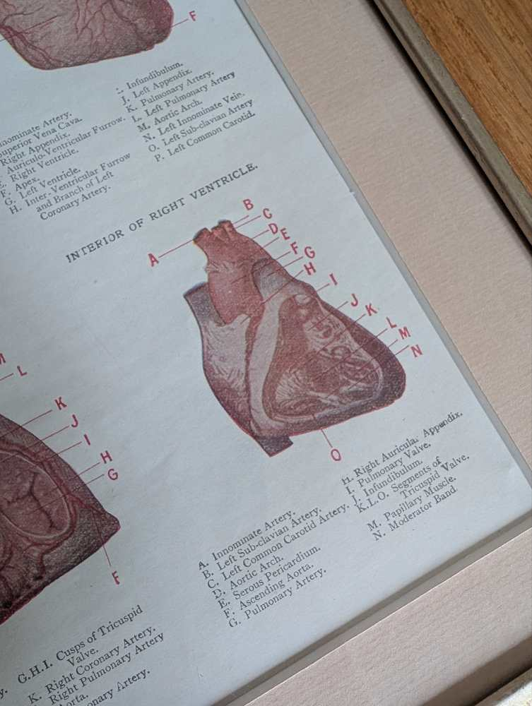 Early 1900s coloured illustration of the Heart, by Dr Étienne Burnet, in period frame - Image 9