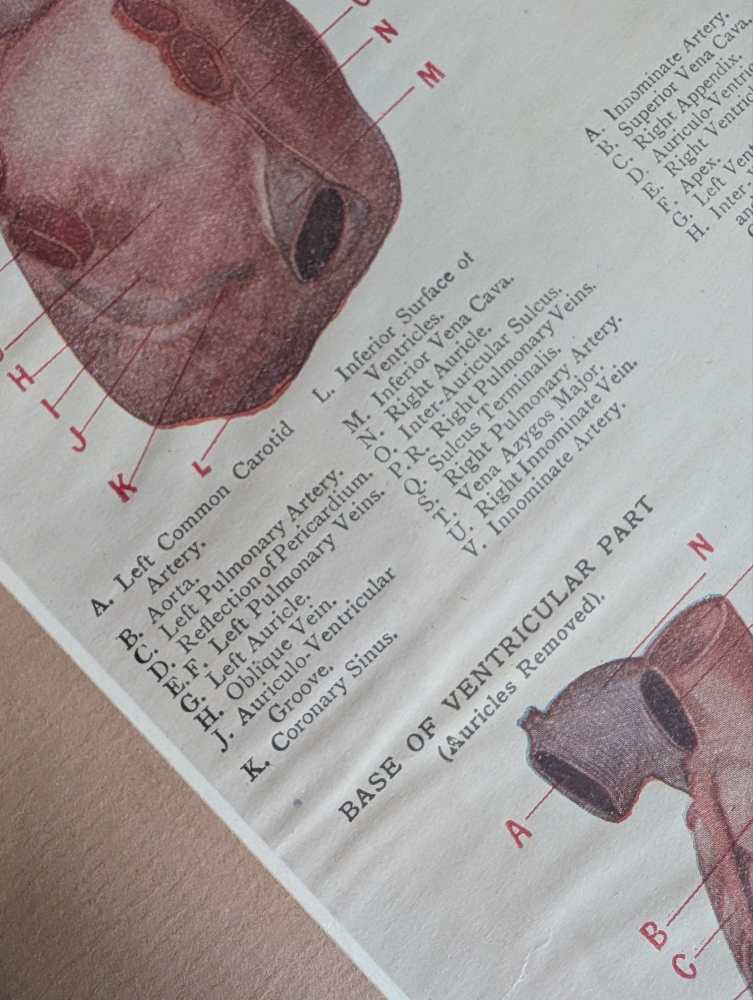 Early 1900s coloured illustration of the Heart, by Dr Étienne Burnet, in period frame - Image 4