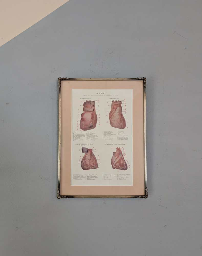 Early 1900s coloured illustration of the Heart, by Dr Étienne Burnet, in period frame - Image 8
