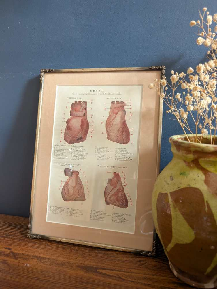 Early 1900s coloured illustration of the Heart, by Dr Étienne Burnet, in period frame - Image 11