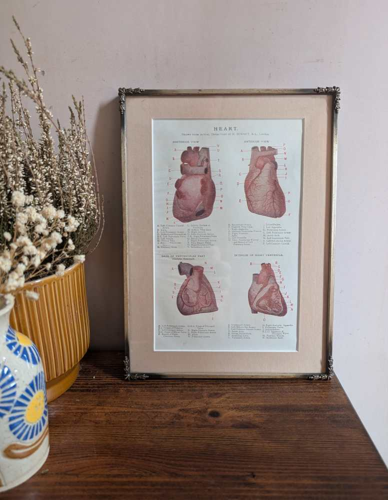 Early 1900s coloured illustration of the Heart, by Dr Étienne Burnet, in period frame