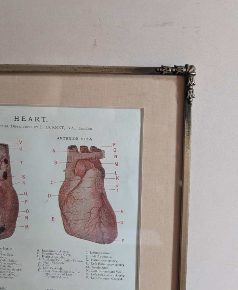 Early 1900s coloured illustration of the Heart, by Dr Étienne Burnet, in period frame - Image 6