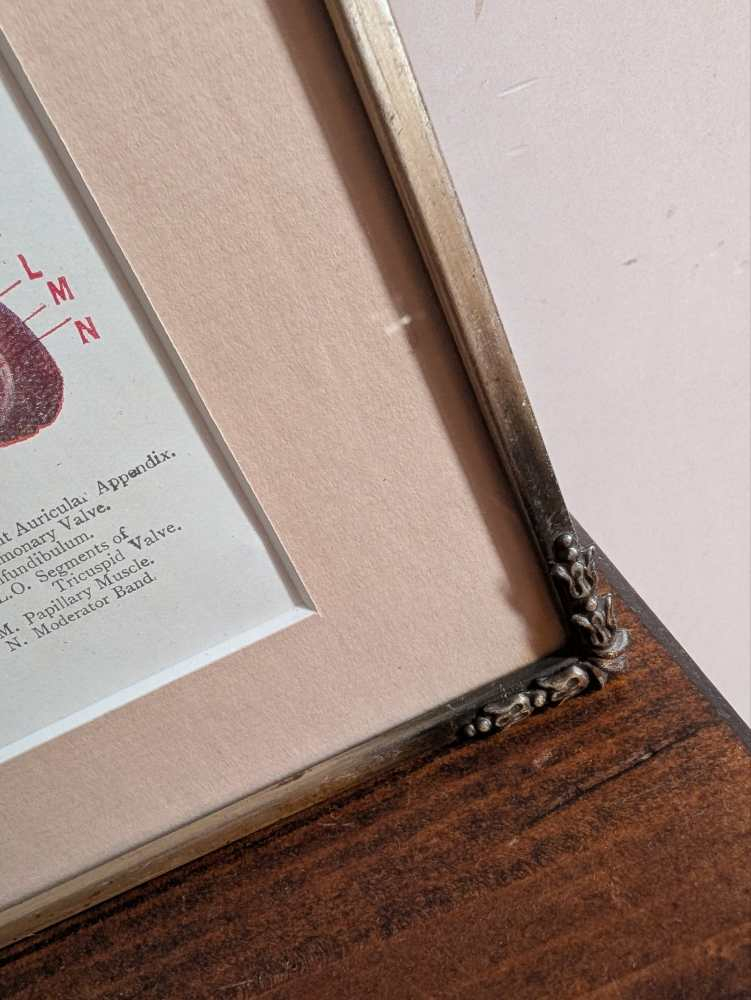 Early 1900s coloured illustration of the Heart, by Dr Étienne Burnet, in period frame - Image 14
