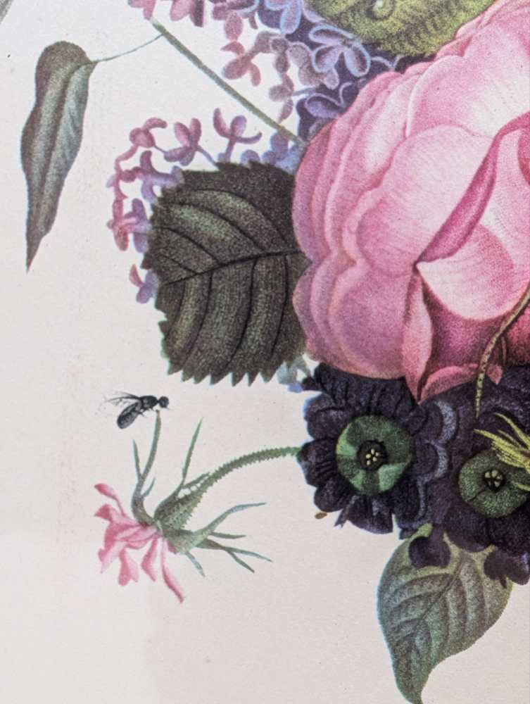 Pair of French floral prints of early 19th C. flower illustrations, after J.L. Prevost in matching wooden frames - Image 4