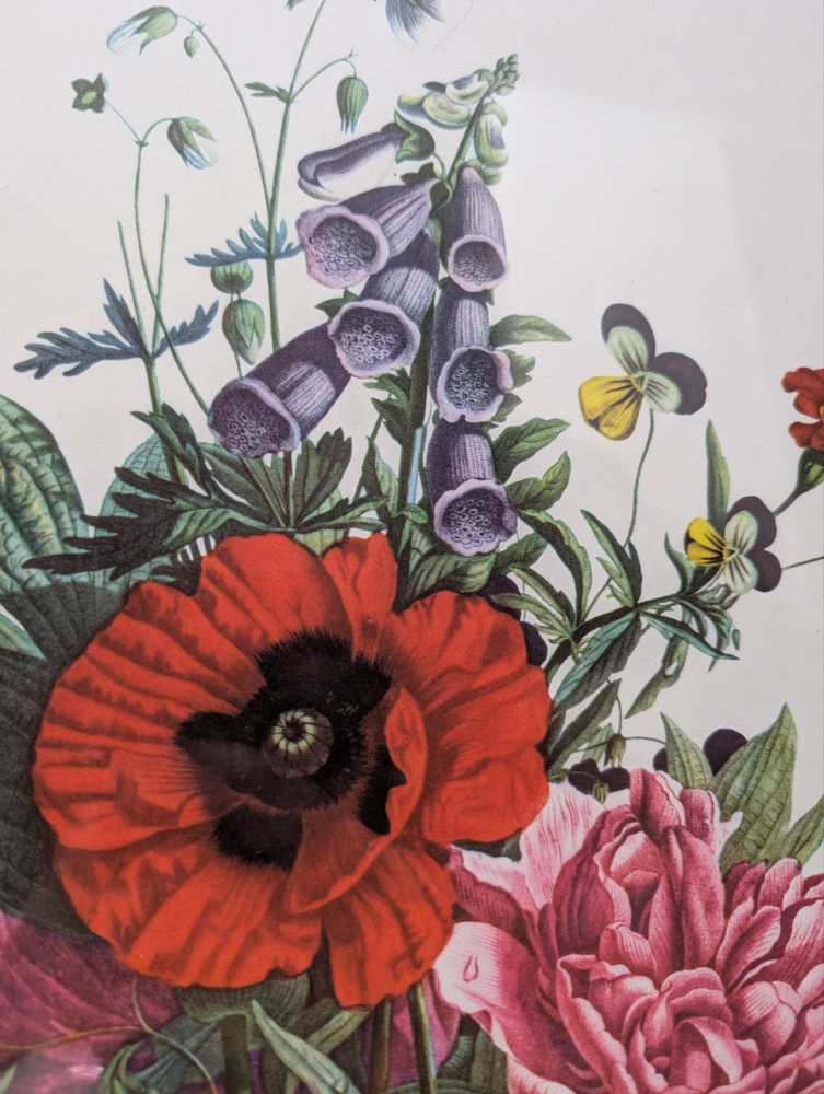 Pair of French floral prints of early 19th C. flower illustrations, after J.L. Prevost in matching wooden frames - Image 16