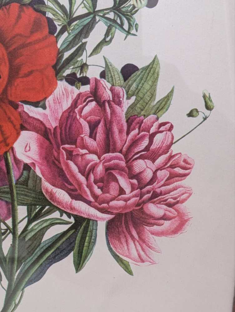 Pair of French floral prints of early 19th C. flower illustrations, after J.L. Prevost in matching wooden frames - Image 19
