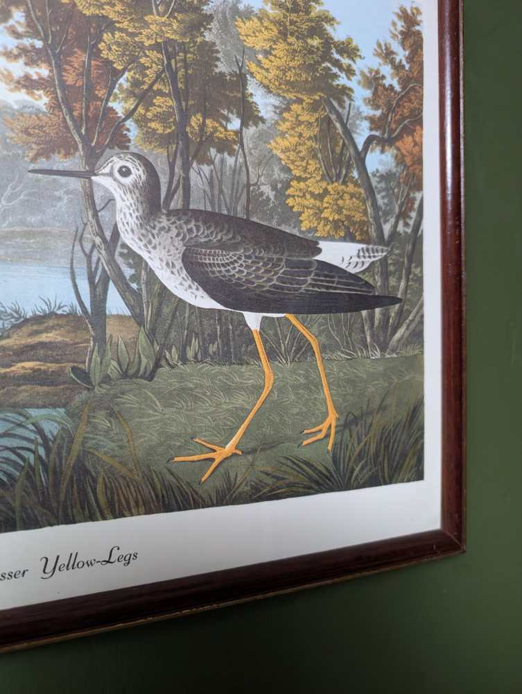 Vintage print of Lesser Yellow-Legs in vintage frame after J.J. Audubon's early 19th century bird illustration - Image 9
