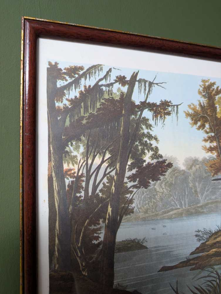 Vintage print of Lesser Yellow-Legs in vintage frame after J.J. Audubon's early 19th century bird illustration - Image 8