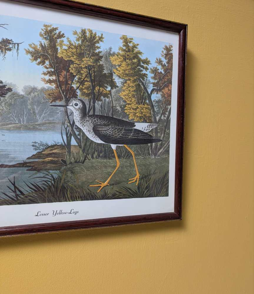 Vintage print of Lesser Yellow-Legs in vintage frame after J.J. Audubon's early 19th century bird illustration - Image 3