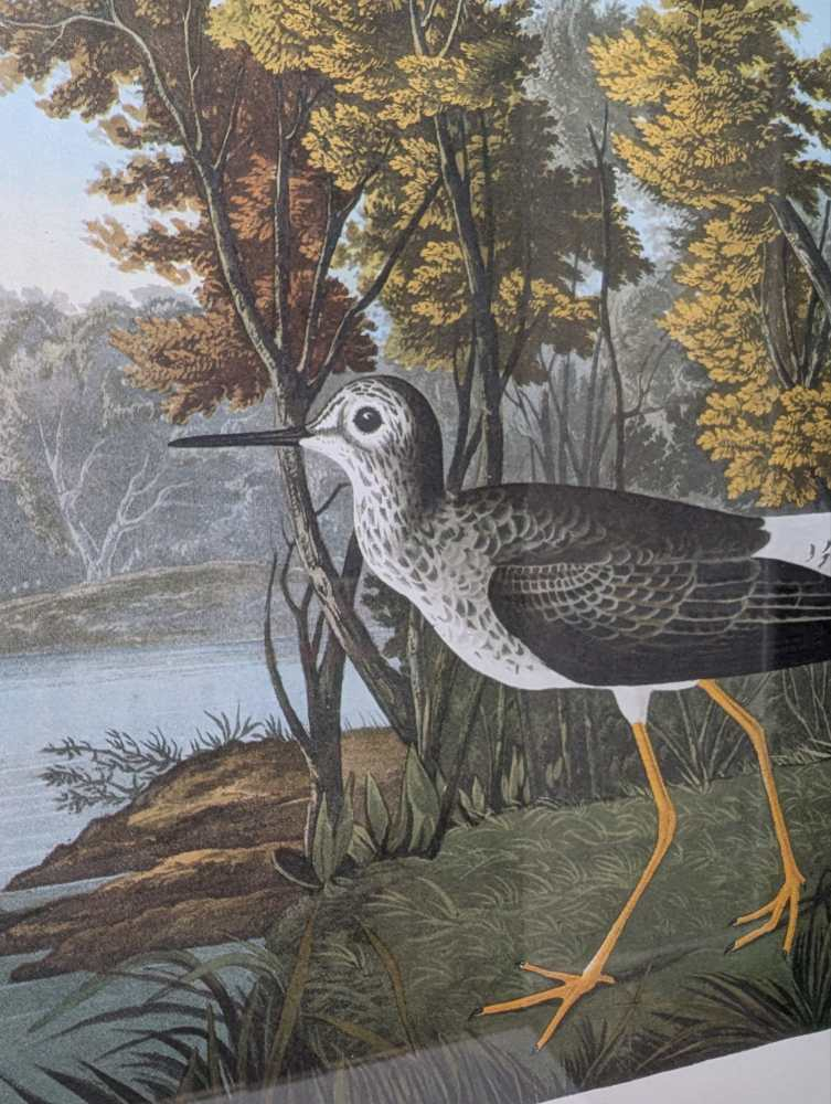 Vintage print of Lesser Yellow-Legs in vintage frame after J.J. Audubon's early 19th century bird illustration - Image 5