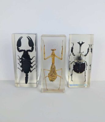 Three giant insects originating from Thailand