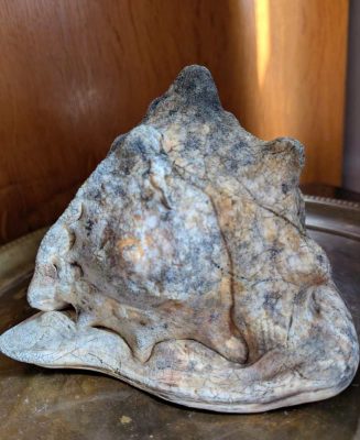 Weathered antique queen helmet conch shell