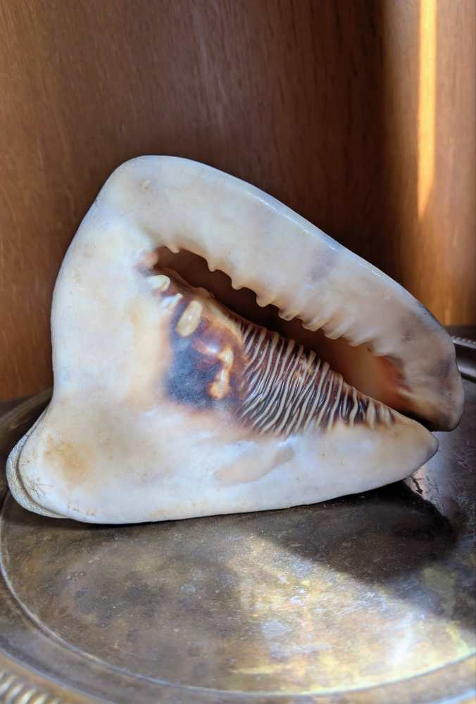 Weathered antique queen helmet conch shell - Image 6