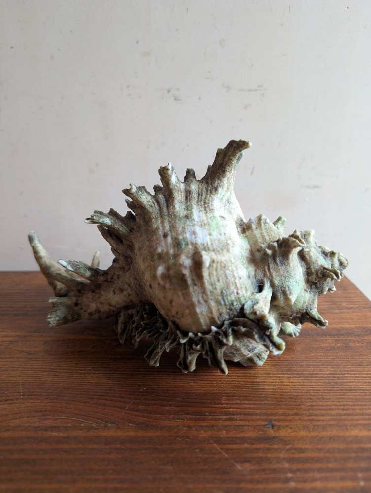 Old Murex Ramosus sea shell - Image 7