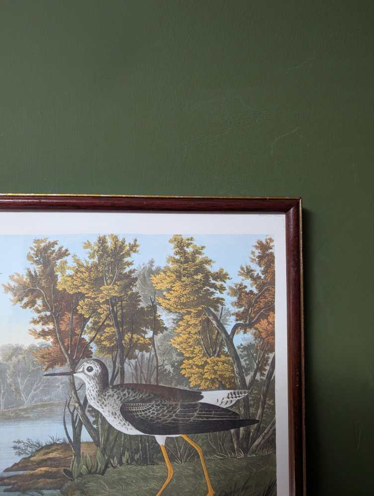 Vintage print of Lesser Yellow-Legs in vintage frame after J.J. Audubon's early 19th century bird illustration - Image 6