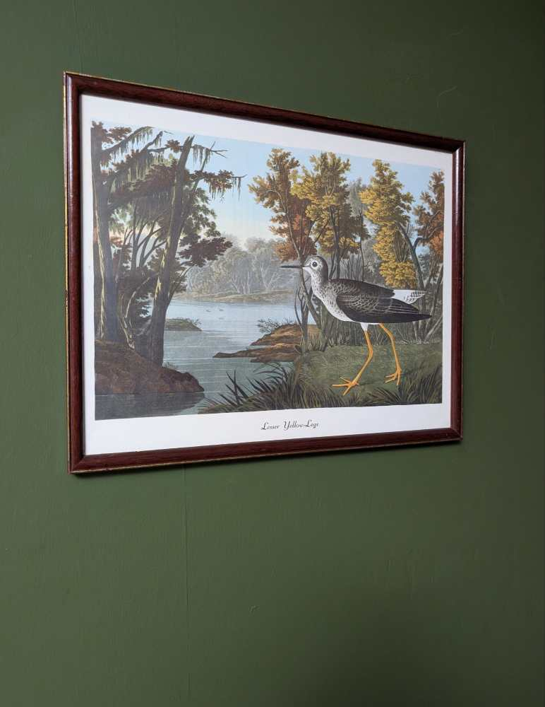 Vintage print of Lesser Yellow-Legs in vintage frame after J.J. Audubon's early 19th century bird illustration - Image 2