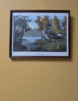 Vintage print of Lesser Yellow-Legs in vintage frame after J.J. Audubon's early 19th century bird illustration