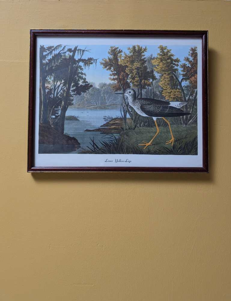Vintage print of Lesser Yellow-Legs in vintage frame after J.J. Audubon's early 19th century bird illustration
