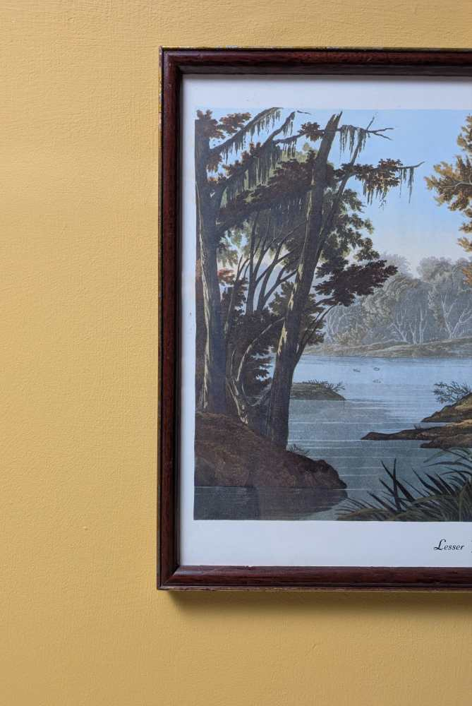 Vintage print of Lesser Yellow-Legs in vintage frame after J.J. Audubon's early 19th century bird illustration - Image 7