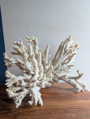 Large staghorn coral