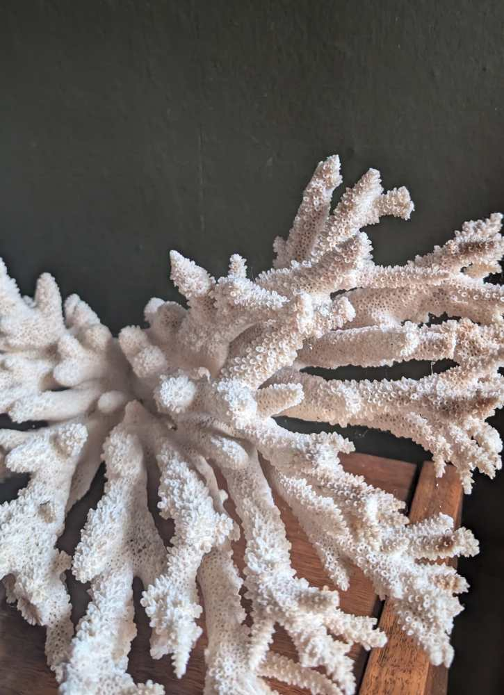 Large staghorn coral - Image 10