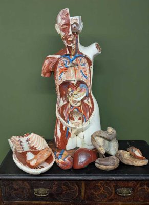 c.1950s Denoyer-Geppert Co. Medical Anatomical Model